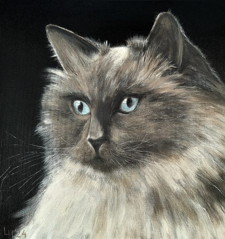 Ragdoll kat met een zachte vacht en opvallende blauwe ogen.